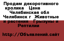 Продам декоротивного кролика › Цена ­ 1 500 - Челябинская обл., Челябинск г. Животные и растения » Грызуны и Рептилии   